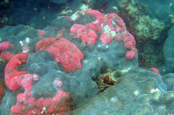 قدرت کی عظیم تخلیق، پاکستان کی ساحلی پٹی پر مرجان کی چٹانیں