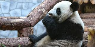 پانڈا