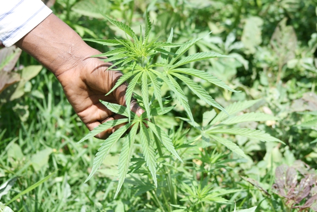 بھنگ کی کاشت جائز یا ناجائز - محمد طاہر مرسلین